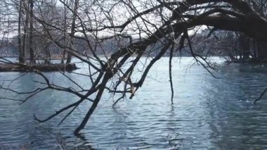 Kasvetli bir sonbahar gününde sonbahar nehri. Nehir akışının yavaş çekim görünümü