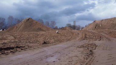 Yavaş çekimde kumda yürüyen ve koşan komik köpek. etkin köpek 