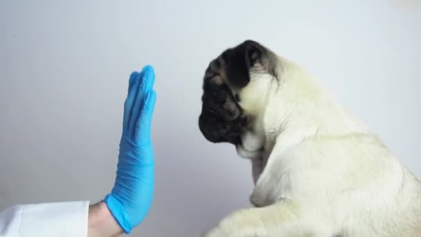 수의사가 강아지를 검진하고 있습니다 클리닉 개들을 치료하고 전문적 서비스를 합니다 — 비디오
