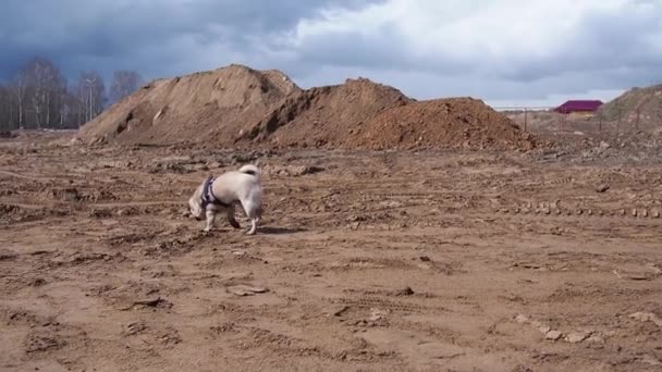 Vicces mopsz kutya sétál a homokon lassított felvételen. aktív kisállat kutya