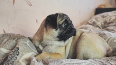 Tired sleeping pug dog lying in bed. relaxing and resting pet at home