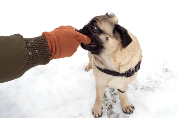 Pugský pes si hraje s měkkou rukavicí v ústech a tahá za ni s člověkem. Hrát si venku se psem. — Stock fotografie
