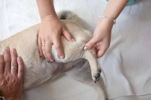 Veteriner kliniğinde hayvan masajı. Köpekler için fizik tedavi.