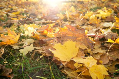 Sonbahar ağacının düşen yaprakları güneş ışığıyla kaplı yerde..