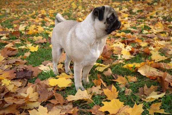 Conceito de outono com cão pug adorável em folhas secas coloridas. — Fotografia de Stock