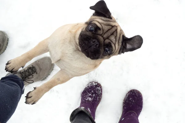 pug with shoes