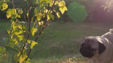 Komik köpek, açgözlülükle çalılıklardan meyve yiyor. Becerikli köpek yiyeceğini bahçede bulur. Köpek vejetaryeni