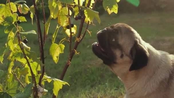 Cane carlino divertente che mangia avidamente bacche direttamente dai cespugli. Cane intraprendente trova il suo cibo in giardino. Cane vegetariano — Video Stock