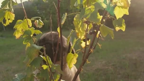 Śmieszny pies mopsa chciwie jedzący jagody prosto z krzaków. Zaradny pies znajduje jedzenie w ogrodzie. Pies wegetariański — Wideo stockowe