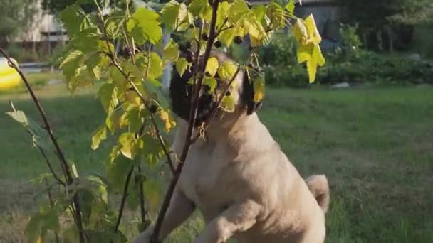 Cane carlino divertente che mangia avidamente bacche direttamente dai cespugli. Cane intraprendente trova il suo cibo in giardino. Cane vegetariano — Video Stock