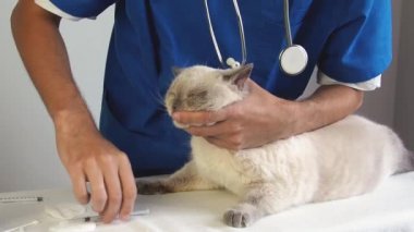 Veteriner şırıngayla kedi kulağına losyon döker. Veteriner kliniğinde kulak enfeksiyonu ve kulak kanalı iltihabı tedavisi. 