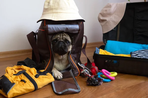 Pack of luggage for traveling with pets. Pug dog sits in dog carrier and waiting for a travel