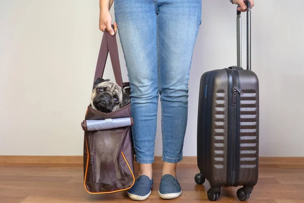 Wanita yang memegang pembawa hewan peliharaan dengan anjing pug di dalamnya siap untuk naik ke pesawat di bandara. Liburan dengan hewan peliharaan. — Stok Foto