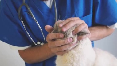 Klinikteki evcil kedi sağlığını kontrol eden veteriner yakın plan. Hayvan bakımı ve veterinerlik kavramı.