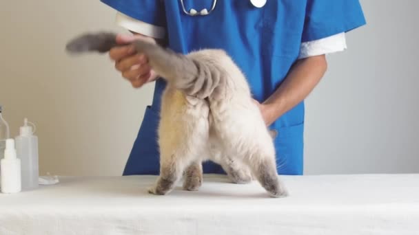 Menutup laki-laki dokter hewan memeriksa kesehatan kucing domestik di klinik. Konsep perawatan hewan peliharaan dan dokter hewan. — Stok Video