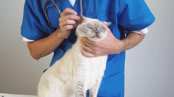 Großaufnahme eines Tierarztes, der die Gesundheit der Hauskatze in der Klinik überprüft. Konzept der Haustierpflege und Veterinärwesen. — Stockvideo