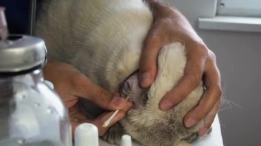 Veteriner kedi kulaklarını pamuklu bezle dikkatlice temizliyor. Veteriner kliniğinde kulak enfeksiyonu ve kulak kanalı iltihabı tedavisi
