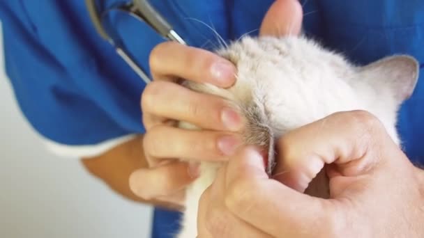 一名兽医在诊所密切检查家猫的耳朵健康状况.宠物护理和兽医的概念. — 图库视频影像