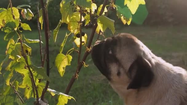 Cão pug engraçado gananciosamente comendo bagas direto dos arbustos. Cão engenhoso encontra sua comida no jardim. Vegetariano cão — Vídeo de Stock