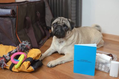 Bagajı ve taşıyıcısı olan bir köpek yolculuk için bekliyor. Seyahat kıyafetleri ve mühimmat için hayvan pasaportu..
