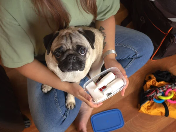 Woman collects medications in the first aid kit for pug dog. Packing for traveling with pets.