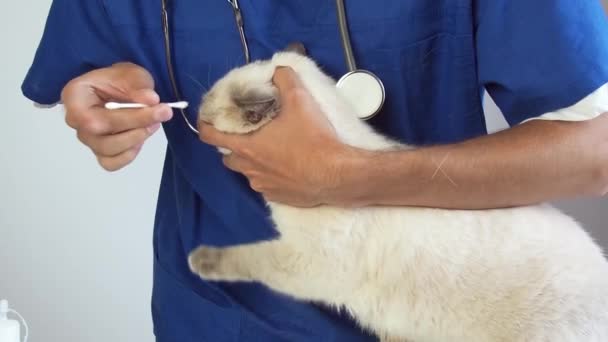 Тщательно чистите кошачьи уши ватным тампоном. Лечение ушной инфекции и воспаления ушного канала домашняя кошка в ветеринарной клинике — стоковое видео