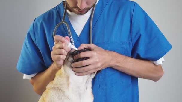Veterinário gotejamento colírio em olhos de cão pug na clínica pet. Tratamento da infecção ocular em animais de estimação. — Vídeo de Stock