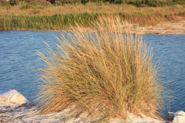 Kum tepelerindeki beyaz kum tepelerindeki büyük kuru çalı ya da yazın Toskana 'nın kırsalında güneş batarken doğal bir manzaranın nehir suyu.