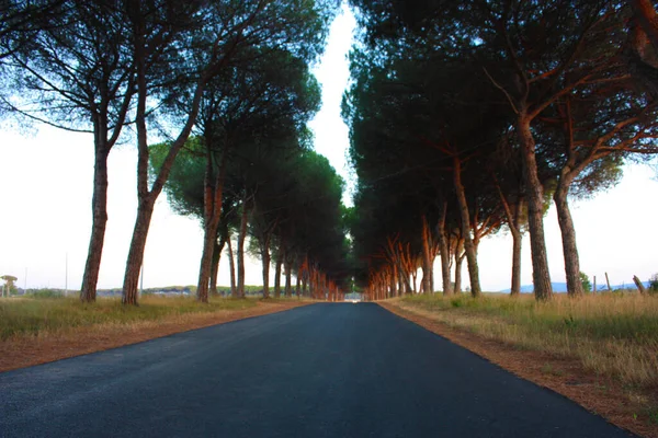 Encantadora Avenida Romântica Com Árvores Pôr Sol Campo Rural Toscana — Fotografia de Stock