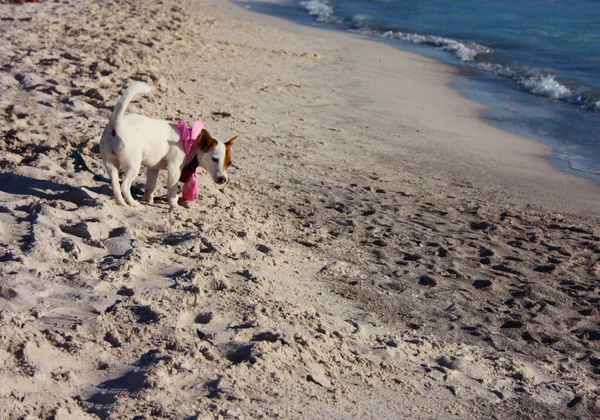 Chiot Femelle Race Chien Jack Russell Terrier Bord Mer Sur — Photo