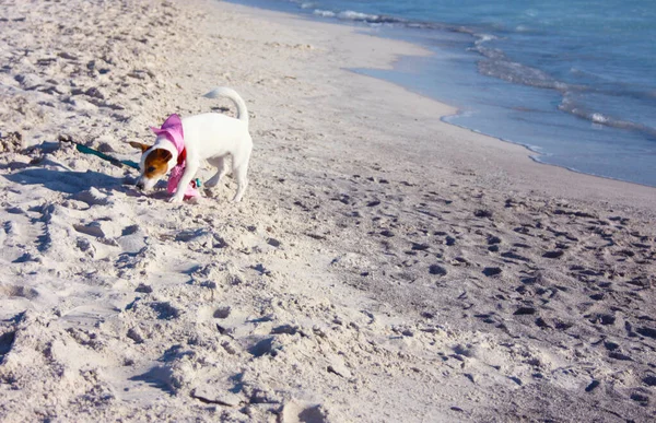 犬の雌子犬ジャック ラッセル テリア海のそばの白い砂浜の夕日のロジニャーノ マリッティマ トスカーナ — ストック写真