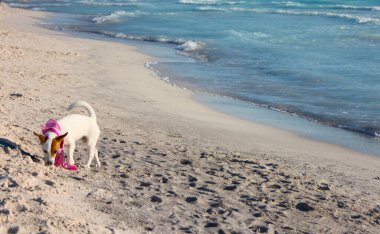 Köpek yavrusu dişi köpek yavrusu Jack Russell terrier 'ı deniz kenarında Rosignano marittima Toskana' da gün batımında beyaz kumlu sahilde yetiştirir.