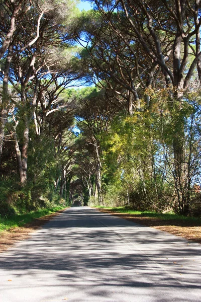 Hermosa Exuberante Verde Frondoso Arbolado Avenida Campiña Toscana Italia Rural — Foto de Stock