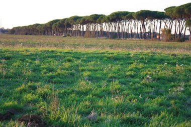 Toskana 'da doğanın kırsal kesimindeki caddede bir sırada birçok yeşil çam ağacı var.
