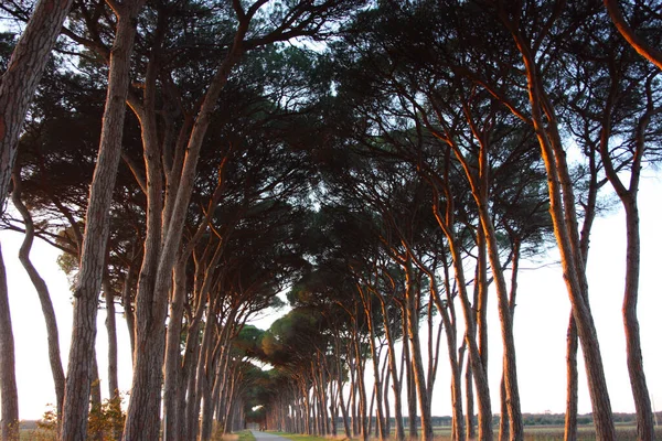 Toskana 'da doğanın kırsal kesimindeki caddede bir sırada birçok yeşil çam ağacı var.
