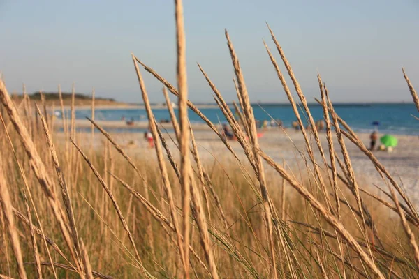 Ears Corn Other Dry Vegetation Sea Dune Fauna Sunset Time — Stock Photo, Image