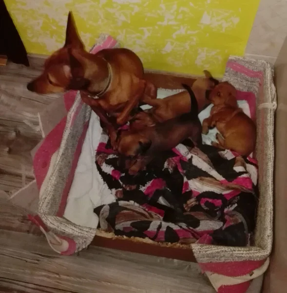 Ninhada Doméstica Filhotes Cachorro Recém Nascidos Raça Pinscher Marrom Uma — Fotografia de Stock