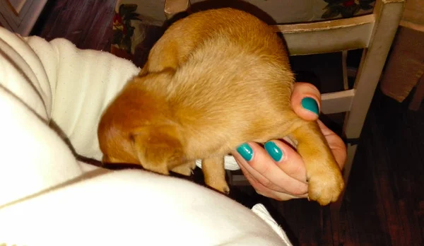 家の中に生まれたばかりの小さな茶色のピンチャーの品種の犬の子犬の国内のゴミ — ストック写真
