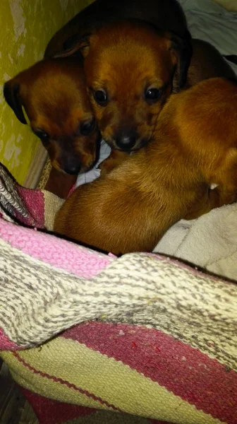 Basura Doméstica Los Cachorros Recién Nacidos Pequeña Raza Marrón Rosado — Foto de Stock