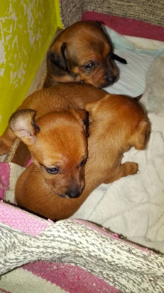 Basura Doméstica Los Cachorros Recién Nacidos Pequeña Raza Marrón Rosado —  Fotos de Stock