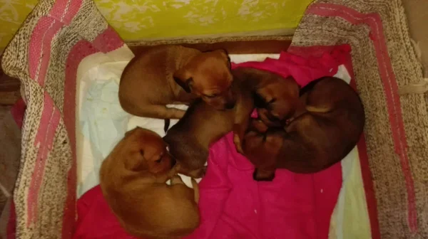 Basura Doméstica Los Cachorros Recién Nacidos Pequeña Raza Marrón Rosado —  Fotos de Stock