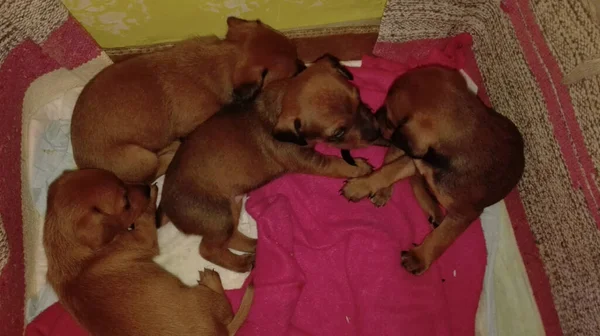 Basura Doméstica Los Cachorros Recién Nacidos Pequeña Raza Marrón Rosado —  Fotos de Stock