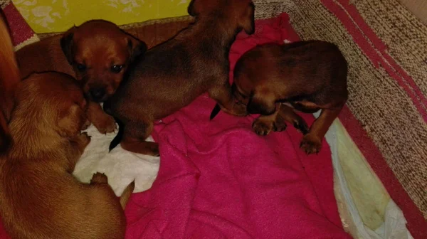 Huiselijk Nest Van Pasgeboren Kleine Bruine Pinscher Ras Hondjes Een — Stockfoto