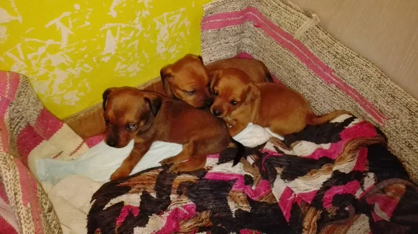 Ninhada Doméstica Filhotes Cachorro Recém Nascidos Raça Pinscher Marrom Uma — Fotografia de Stock