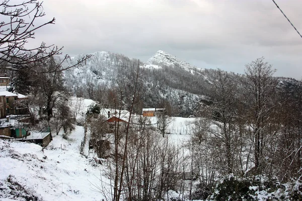 Foresta Alberi Natura Selvaggia Una Foresta Ricoperta Neve Bianca Autunnale — Foto Stock