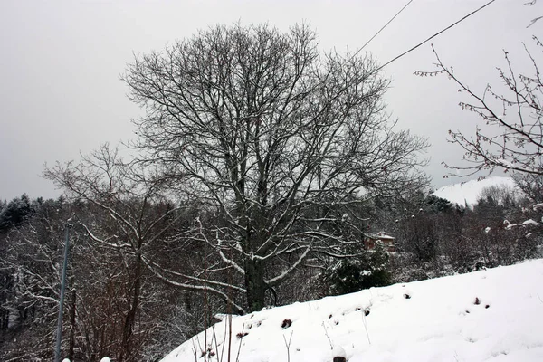 Skog Träd Och Vildmark Skog Täckt Vit Höstsnö Fjällen Apualperna — Stockfoto