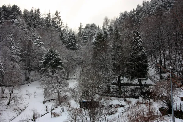 Floresta Árvores Natureza Selvagem Uma Floresta Coberta Por Neve Branca — Fotografia de Stock
