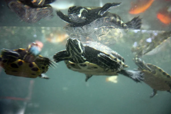 Veel Gewone Waterschildpadden Zwemmen Onder Water Een Blauw Groen Diep — Stockfoto