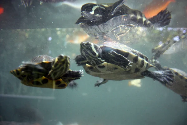 Muchas Tortugas Acuáticas Comunes Nadan Bajo Agua Azul Verde Profundo —  Fotos de Stock