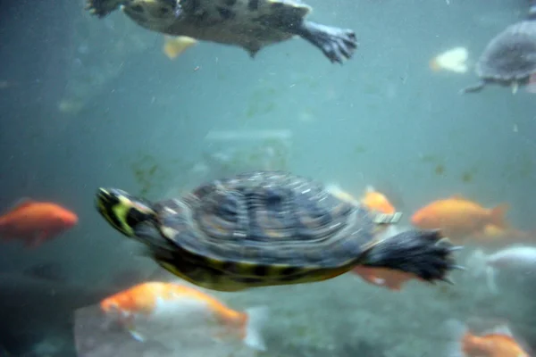 Veel Gewone Waterschildpadden Zwemmen Onder Water Een Blauw Groen Diep — Stockfoto